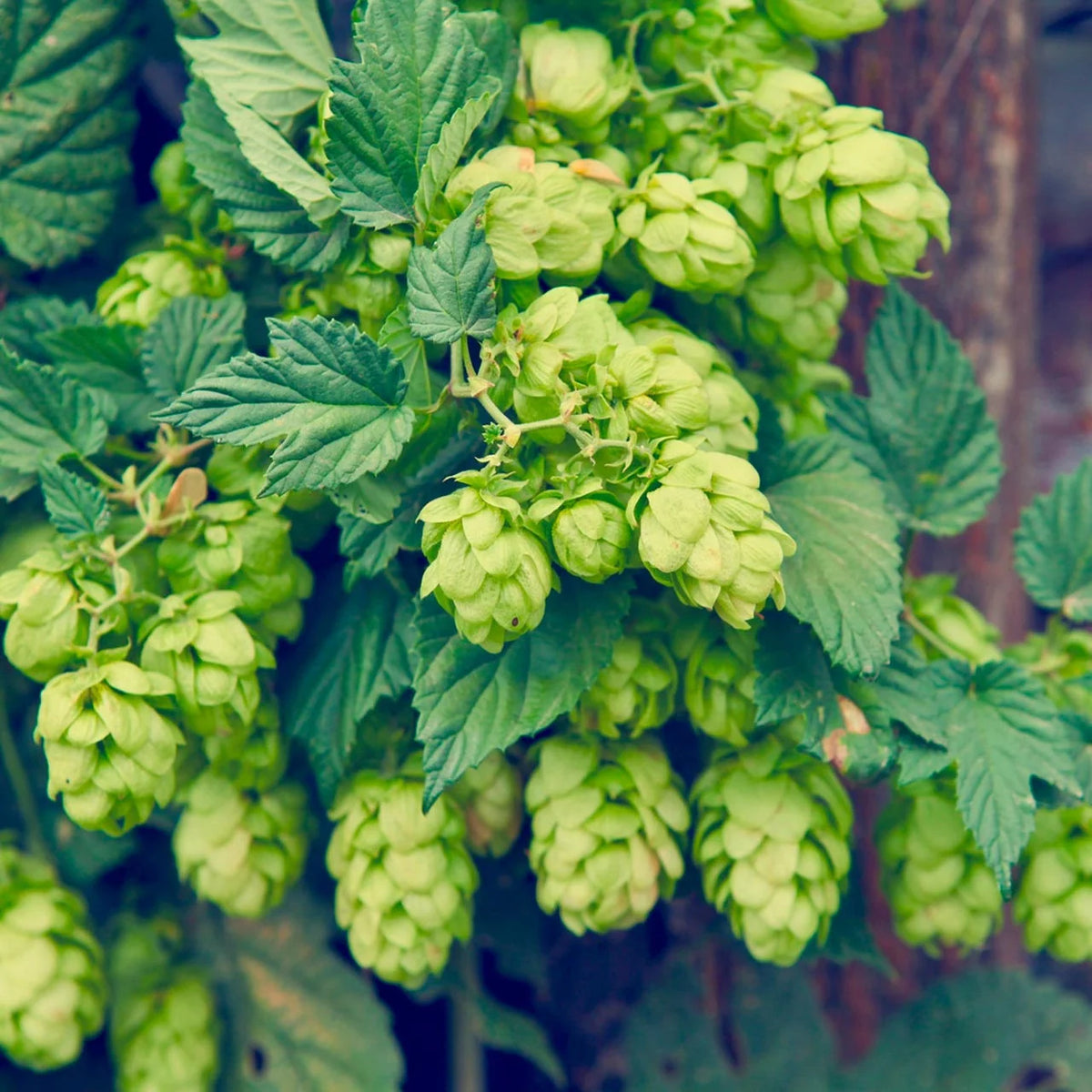 Humulus lupulus Common Hops perennial climbing vine with deeply lobed green leaves, twining stems, and green cone-shaped female flowers