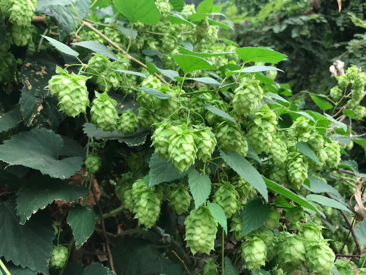 Hops Seeds (Humulus lupulus) – Common Hops Climbing Vine for Garden Growing