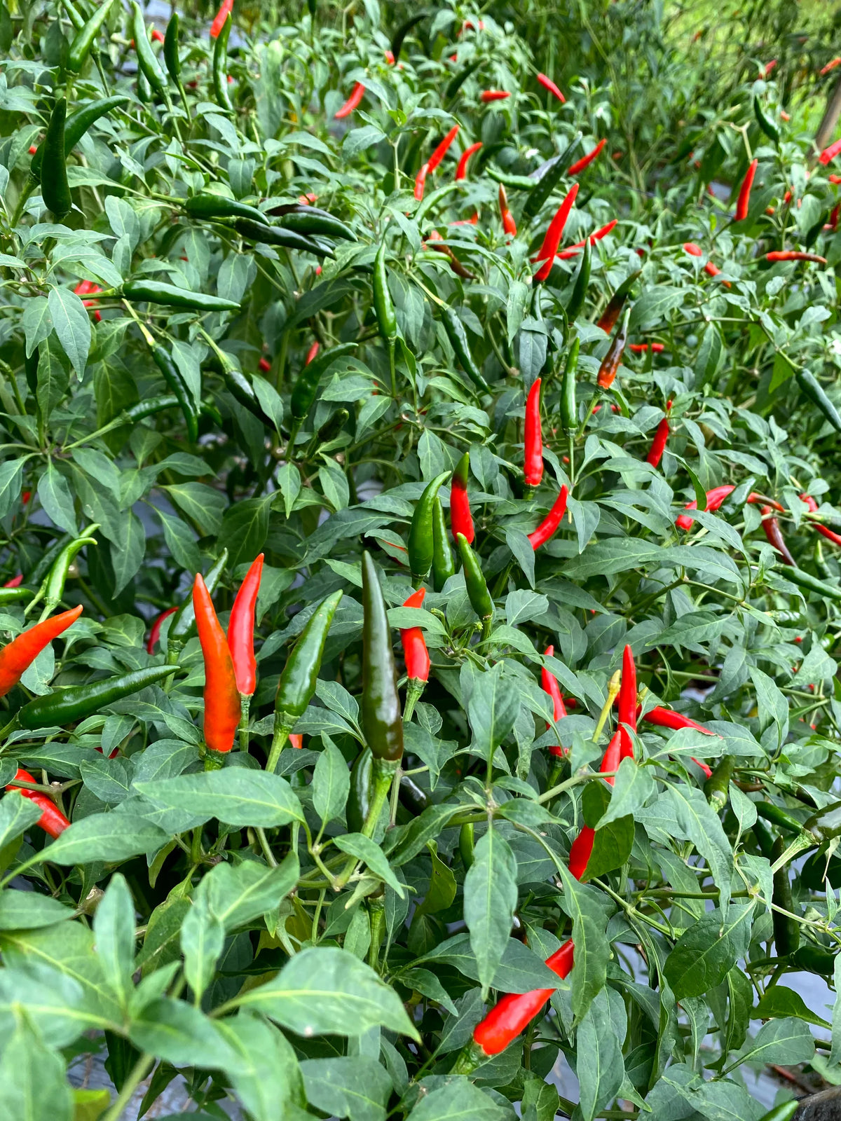 Puta Madre Pepper Planting Seeds – Capsicum chacoense Garden Seeds