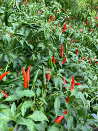 Puta Madre Pepper Planting Seeds – Capsicum chacoense Garden Seeds
