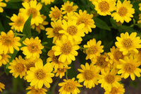 Arnica montana seeds seeds
