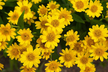 Arnica Montana seeds for perennial flowering herb cultivation