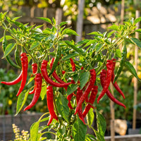 Capsicum frutescens Plant Seeds – African Cayenne Pepper for Gardening