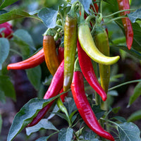 African Cayenne Pepper Seeds – Capsicum frutescens Planting Seeds