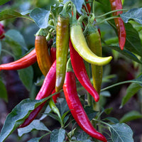 Yunnan Cayenne Seeds – Capsicum frutescens Garden Planting Seeds