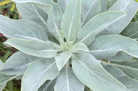 White Sage – Herb Seeds
