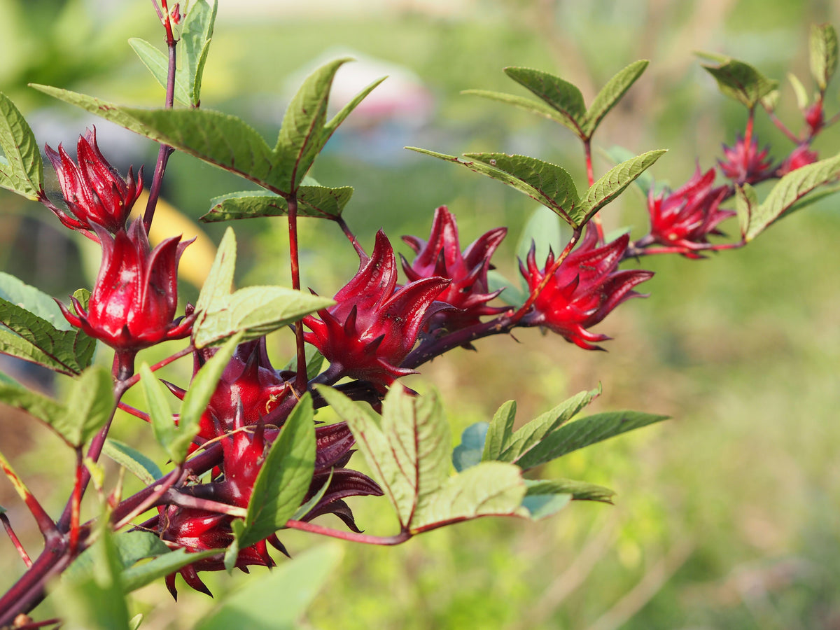 Roselle – Edible Vegetable Flower Seeds