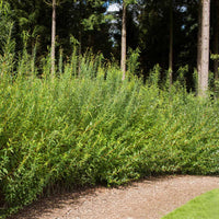 Hybrid Willow Austree Privacy Salix Tree Cutting Fast W Instructions Start