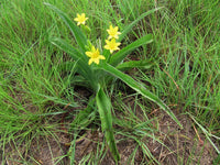 African Star Seeds – Hypoxis hemerocallidea for Ornamental Gardens