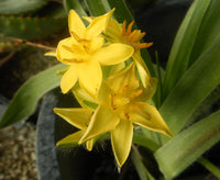 African Star Hypoxis hemerocallidea flowering plant with bright golden-yellow star-shaped flowers and long, arching green leaves