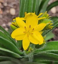 African Star Hypoxis Seeds, Hypoxis hemerocallidea for Flower Gardens