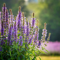 Hyssop Hyssopus officinalis flowering plant seeds for home herb gardens.