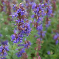 Organic Hyssop Hyssopus officinalis perennial herb with narrow green aromatic leaves and upright spikes of blue-violet flowers in a herb garden