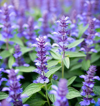 Hyssop Seeds – Hyssopus officinalis Herb Plant