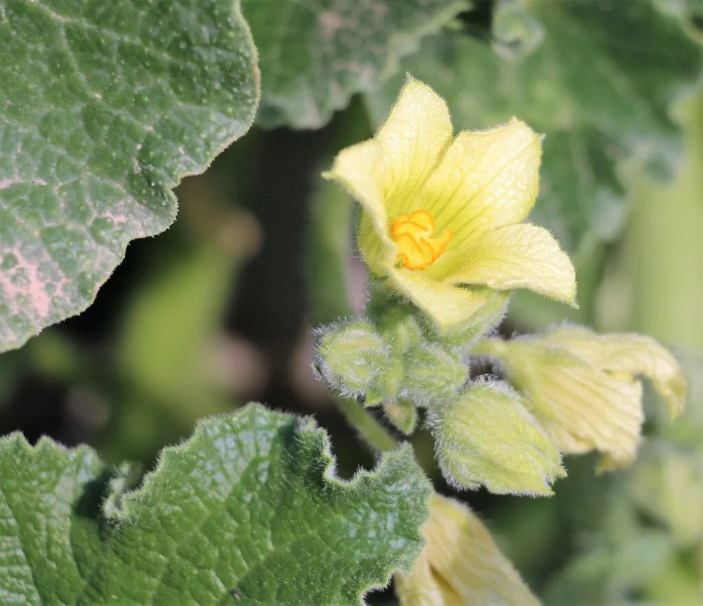 Ecballium elaterium Unusual Garden Plant Seeds for Botanical Gardens and Outdoor Cultivation