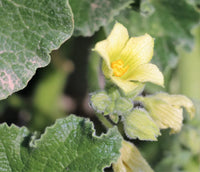 Ecballium elaterium Unusual Garden Plant Seeds for Botanical Gardens and Outdoor Cultivation