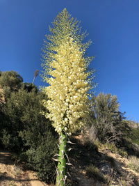 Hesperoyucca Whipplei – Chaparral Yucca Our Lord’s Candle Seeds