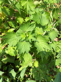 Motherwort Leonurus cardiaca plant with distinctive lobed green leaves