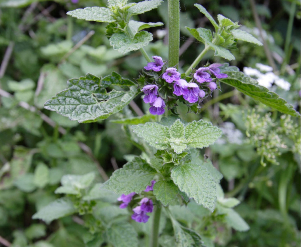 Black Horehound Seeds, Ballota nigra for Herb and Garden Planting