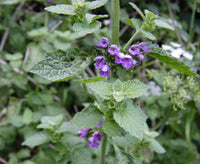 Black Horehound Seeds, Ballota nigra for Herb and Garden Planting