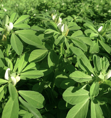 Organic Common Fenugreek (Trigonella foenum-graecum) herb plant with trifoliate green leaves, slender branching stems, small pale yellow flowers, and elongated seed pods growing in a sunny herb garden.