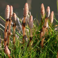 Equisetum telmateia – Giant Horsetail Plant for Landscaping