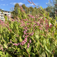 Pink-Flowered Japanese Indigo seeds for home gardening and landscaping