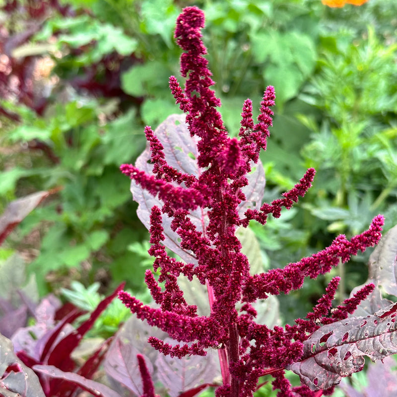 Hopi Red Dye Amaranth ornamental plant seeds for growing colorful garden plants.