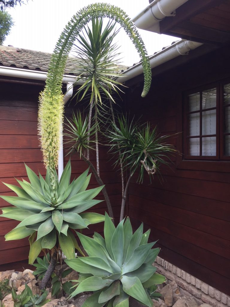 Agave attenuata Swan’s Neck Agave plant seeds for growing