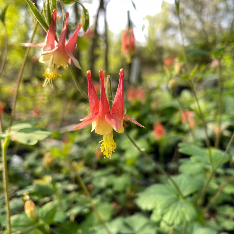 Wild Columbine Aquilegia canadensis seeds for perennial flower gardens