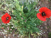 Hayflower Meadow Seed Mix for Pasture and Wildflower Gardens