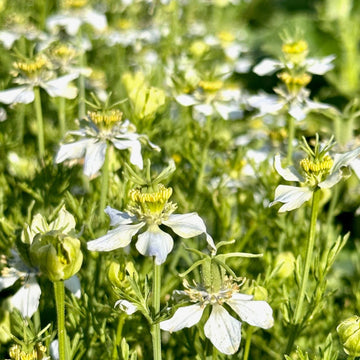 Black Seed Nigella sativa seeds for home gardening