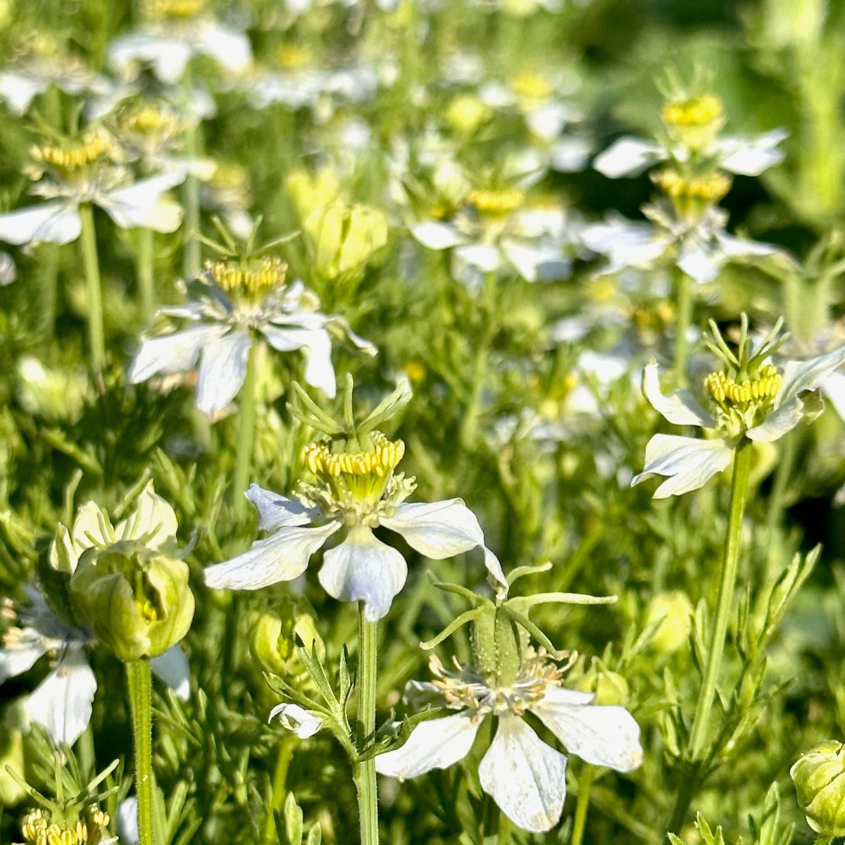 Nigella sativa Black Cumin seeds for home gardening and cultivation
