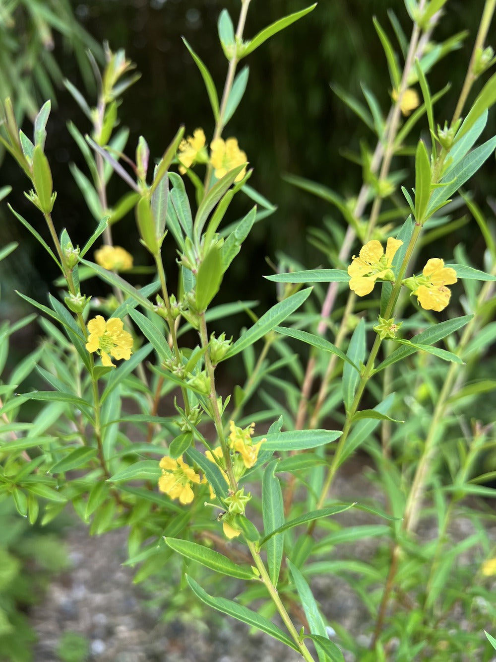 Heimia salicifolia Seeds – Yellow Flowering Shrub for Gardens