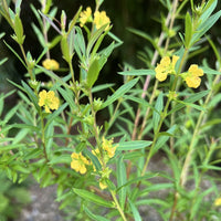 Heimia salicifolia flowering shrub with slender green willow-like leaves, woody branching stems, and delicate yellow flowers