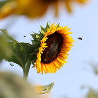 Hopi Black Dye Sunflower with yellow petals and a dark central flower head