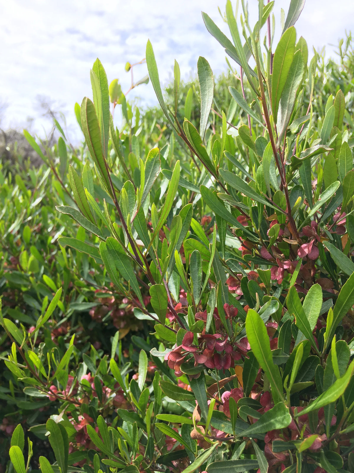 Hopbush Seeds, Dodonaea viscosa for Ornamental Garden Planting