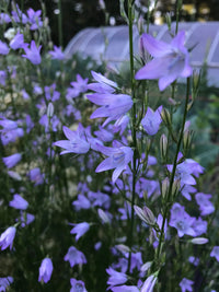Campanula rapunculus Rampion plant with green foliage and delicate blue-violet bell-shaped flowers growing in a garden.