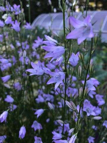 Campanula rapunculus Rampion plant with green foliage and delicate blue-violet bell-shaped flowers growing in a garden.