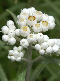 Pearly Everlasting Anaphalis margaritacea Flower Seeds for Perennial Gardens and Natural Landscapes