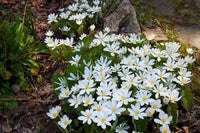 Bloodroot Seeds Sanguinaria canadensis for Shade Gardens and Natural Planting Areas