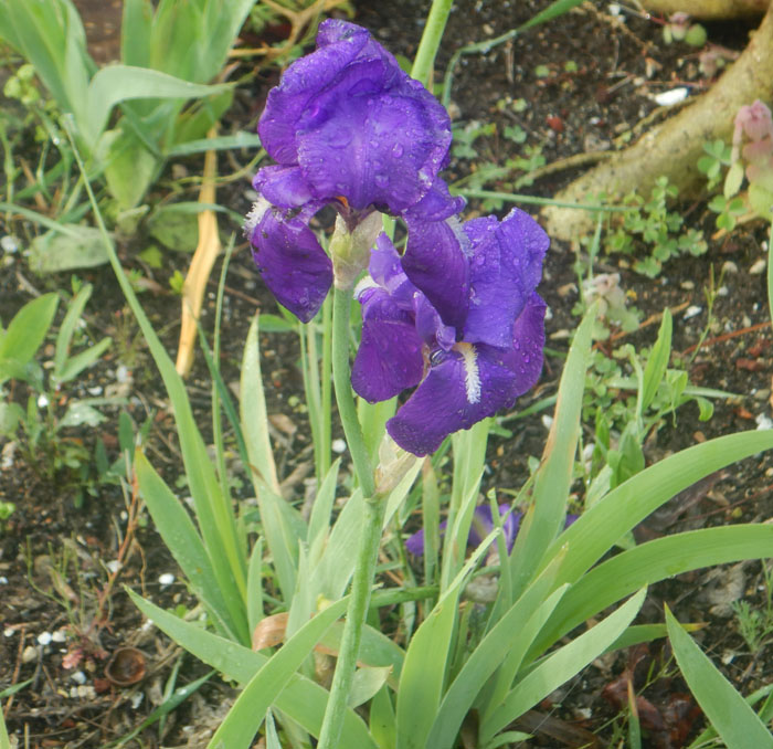 Illyrian Iris (Iris illyrica) flowering plant for botanical gardens and ornamental landscaping