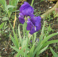 Illyrian Iris (Iris illyrica) flowering plant for botanical gardens and ornamental landscaping