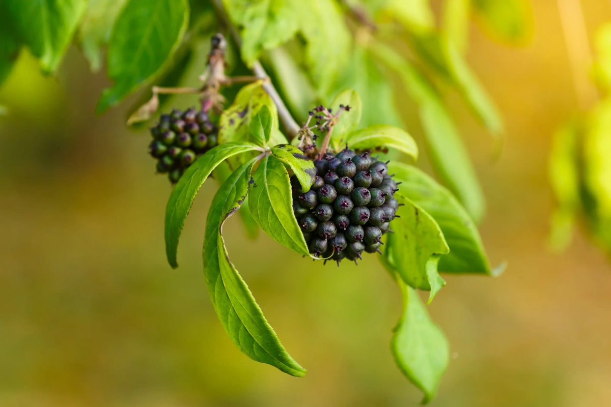 Eleutherococcus senticosus Seeds ,Eleuthero Siberian Ginseng for Botanical Gardens