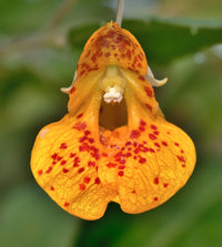 Spotted Touch-Me-Not Seeds – Impatiens capensis for Natural Landscape Planting