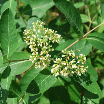 Indian Hemp, Apocynum cannabinum perennial plant with green leaves and clusters of pale greenish-white flowers growing in a natural garden setting.