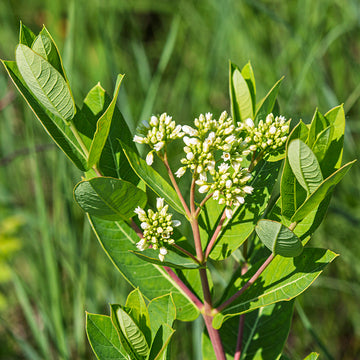 Indian Hemp, Apocynum cannabinum plant with green foliage and small flowers in a botanical garden