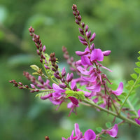 Persicaria tinctoria Japanese Indigo plant with elongated green foliage.