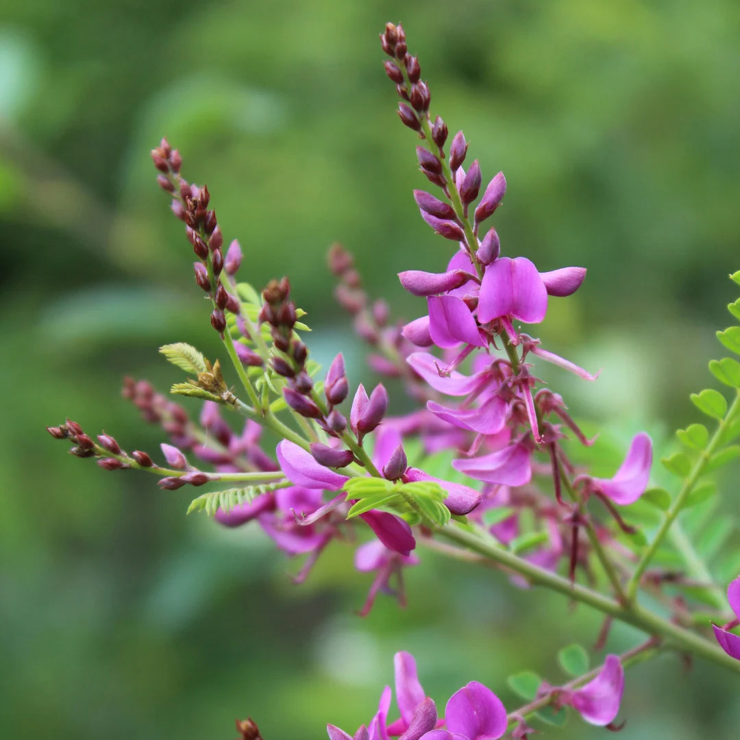 Persicaria tinctoria Japanese Pink Indigo growing in a home garden.