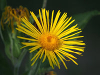 Organic Magnificent Elecampane (Inula magnifica) perennial with large golden-yellow daisy-like flowers, broad green leaves, and tall branching stems in a flower garden.